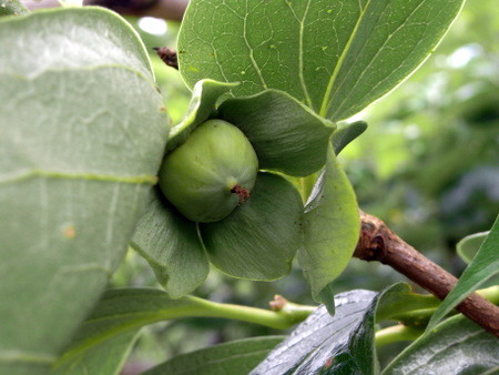 f:id:darchtn:20100613141737j:image f:id:darchtn:20100613141737j:image