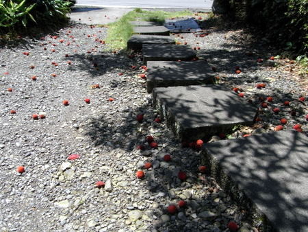 f:id:darchtn:20100704101548j:image