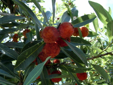 f:id:darchtn:20100704101622j:image