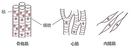 生物基礎 第１章 生物の特徴 細胞 高校生物をまとめてみる