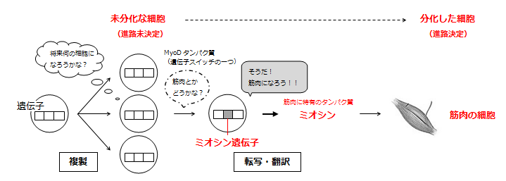 高校生物をまとめてみる はてなブログ