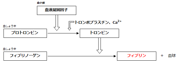 生物基礎 第３章 体内環境と恒常性 血液 肝臓 腎臓 高校生物をまとめてみる