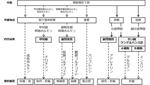 生物基礎 第3章 体内環境と恒常性 自律神経系と内分泌系 高校生物をまとめてみる