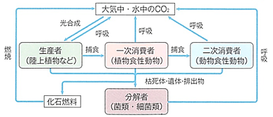 生物基礎 第５章 生態系とその保全 炭素の循環 窒素の循環 高校生物をまとめてみる