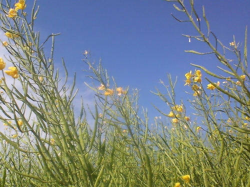 f:id:darienonikki:20070601141419j:image