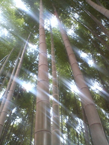 f:id:darienonikki:20071202123826j:image