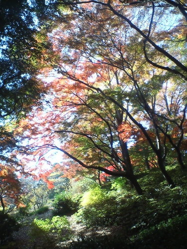 f:id:darienonikki:20071202123937j:image
