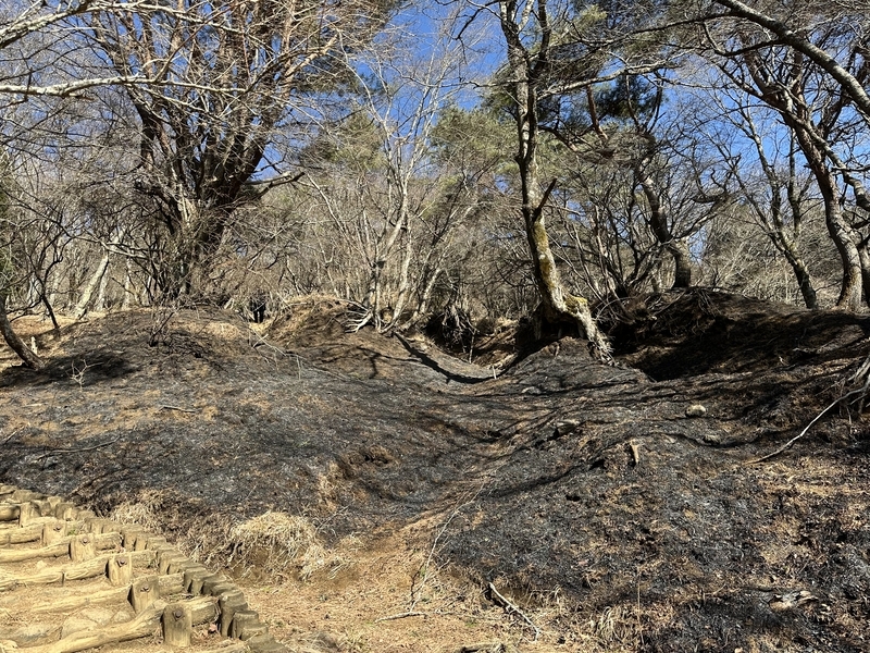 丹沢の焼け跡・登山道付近