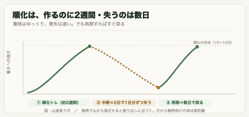 暑熱順化は作るのに約2週間、中断すると2日で1日分ずつ失われ、再開すると数日で戻ることを示す曲線図