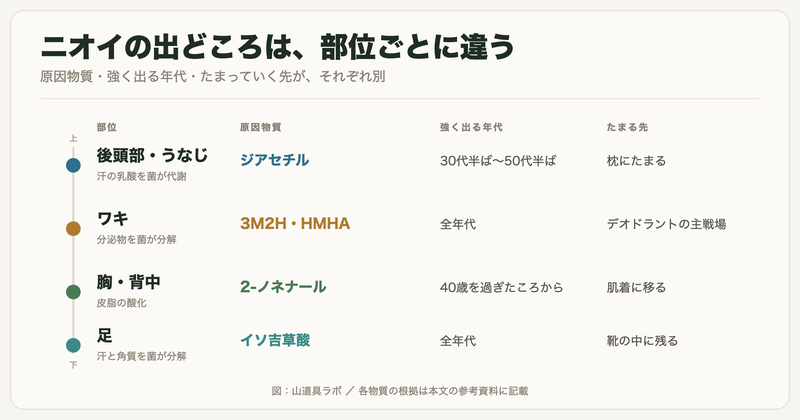 ニオイの出どころは部位ごとに違う。後頭部・ワキ・胸背中・足の原因物質と年代の一覧図