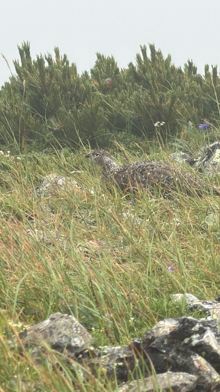 ハイマツの手前の草地にいる夏羽の雷鳥