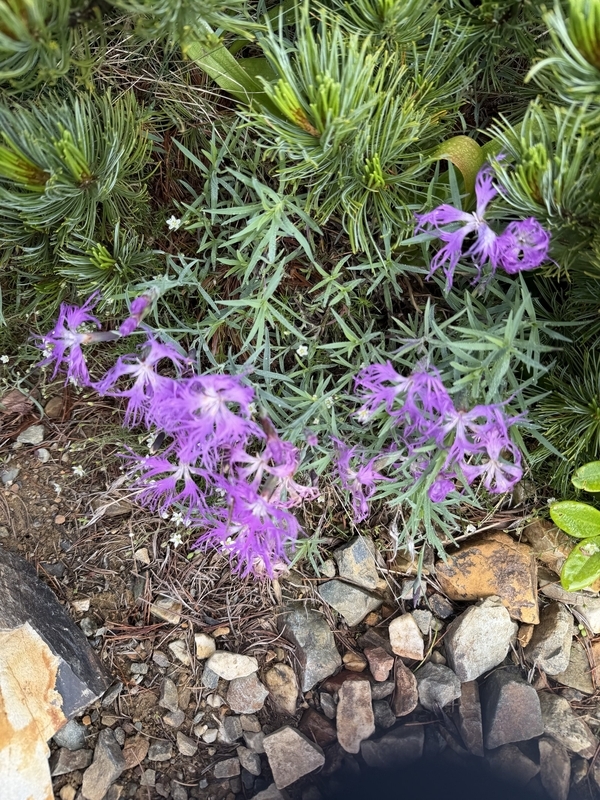 ハイマツの縁に咲く、切れ込んだ花弁の高山植物