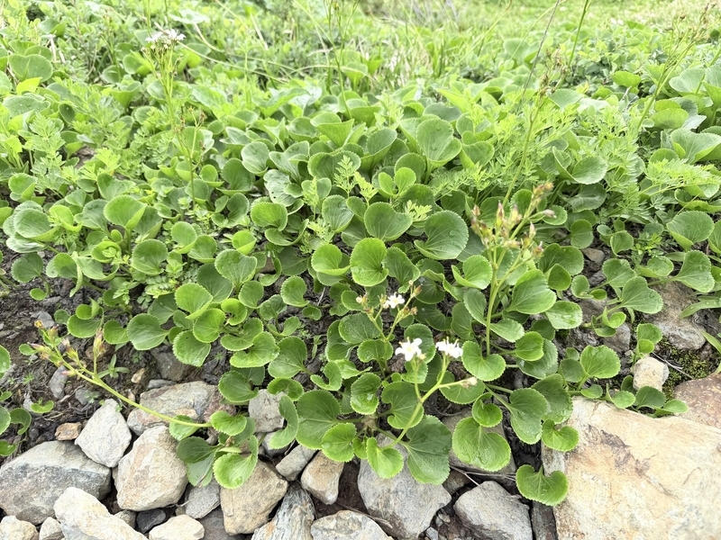 白馬大池の畔に群れて咲く白い花
