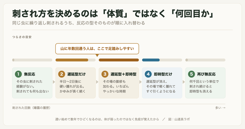 虫刺されへの反応が曝露の回数で変わる5段階。無反応→遅延型だけ→遅延型＋即時型→即時型だけ→再び無反応。山に年数回通う人は段階2〜3で足踏みしやすい