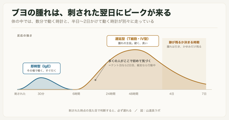 ブヨに刺されたあとの時間経過。即時型は30分ほどで小さく出てすぐ引き、遅延型は6時間以降に立ち上がって24〜48時間でピークになり、4〜7日はかゆみだけが残る
