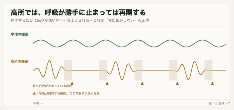 平地の睡眠では呼吸の波が一定なのに対し、高所では振幅が増減して無呼吸の区間を挟み、呼吸が再開するたびに眠りが浅くなる