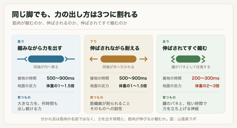 登り・下り・走りで筋肉の収縮様式・接地時間・地面反力・育つ能力が異なることを3つ並べた図