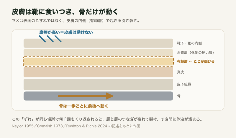 皮膚の断面と、骨だけが動くことで皮膚の内側に集中するずれの力