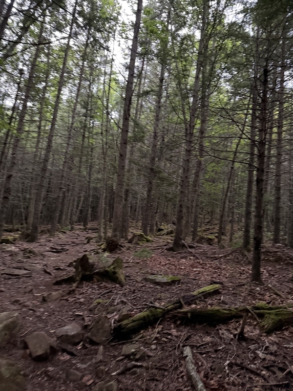 明けてきた針葉樹の樹林帯。倒木と苔の登山道