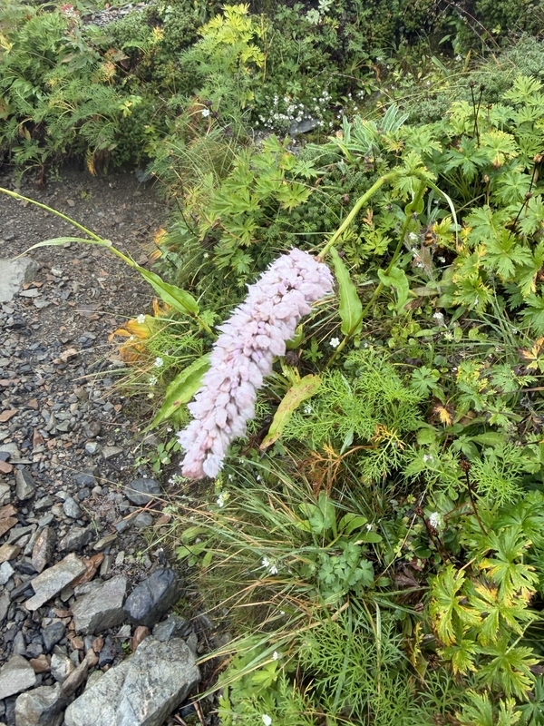 お花畑に咲き残っていた淡いピンクの穂状の花