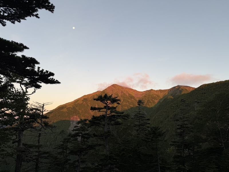 朝日を受けて赤く染まる赤石岳の稜線と、手前の針葉樹