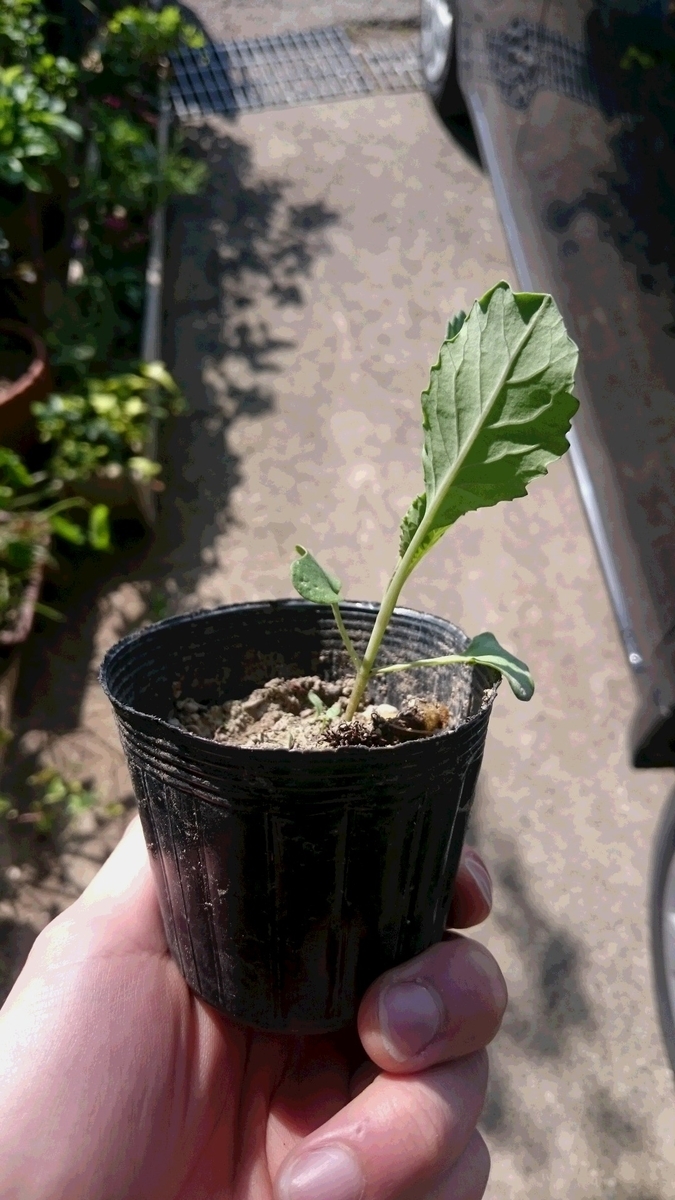 f:id:darjeeling12tf:20190504225015j:plain f:id:darjeeling12tf:20190504225015j:plain