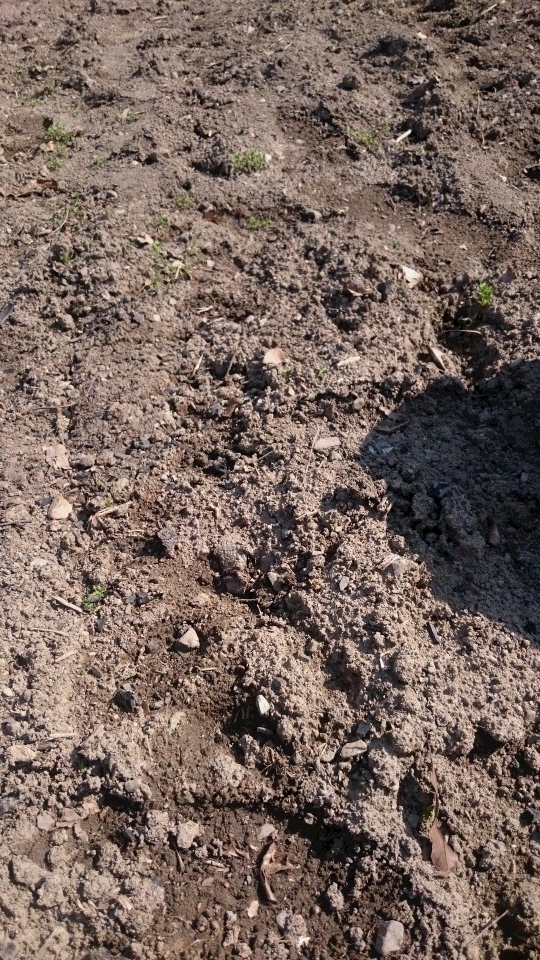 f:id:darjeeling12tf:20190504225022j:plain f:id:darjeeling12tf:20190504225022j:plain