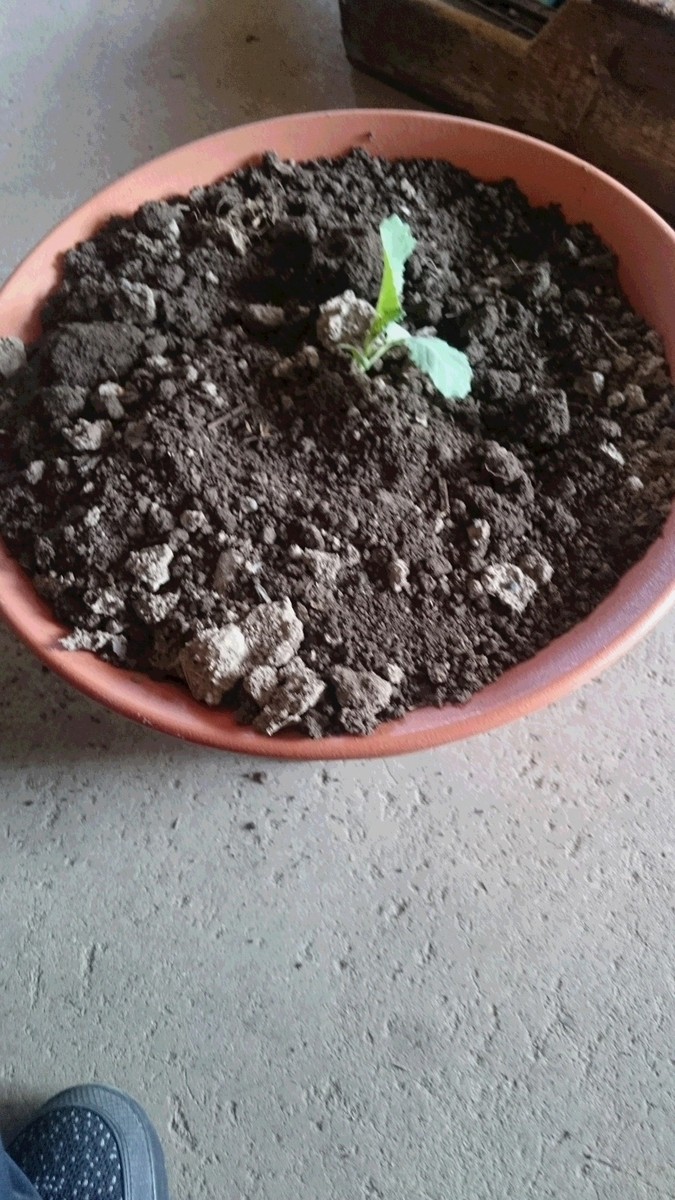 f:id:darjeeling12tf:20190504225035j:plain f:id:darjeeling12tf:20190504225035j:plain