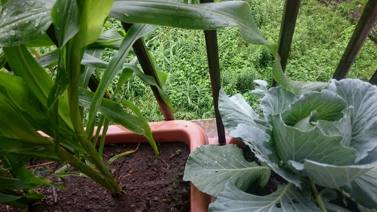 f:id:darjeeling12tf:20190827132746j:plain f:id:darjeeling12tf:20190827132746j:plain