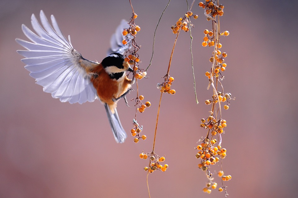 f:id:darjeeling12tf:20190827134908j:plain f:id:darjeeling12tf:20190827134908j:plain