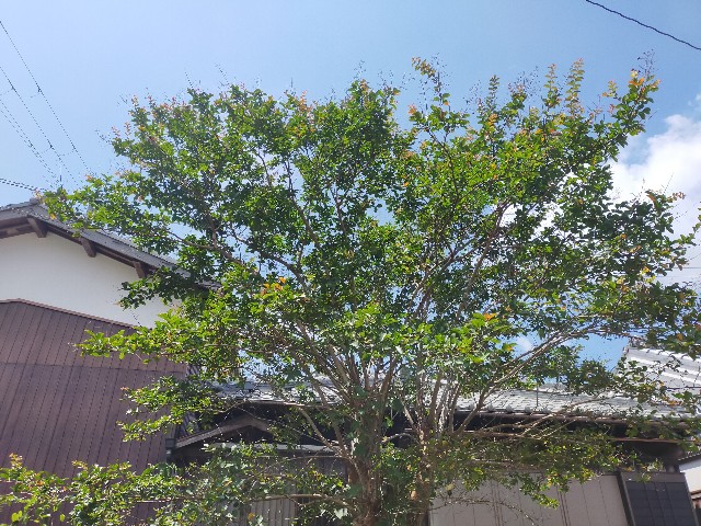 f:id:dark-eyes-owlet:20260726234318j:image