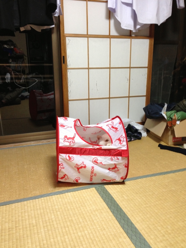 f:id:darknighting:20130505222254j:image
