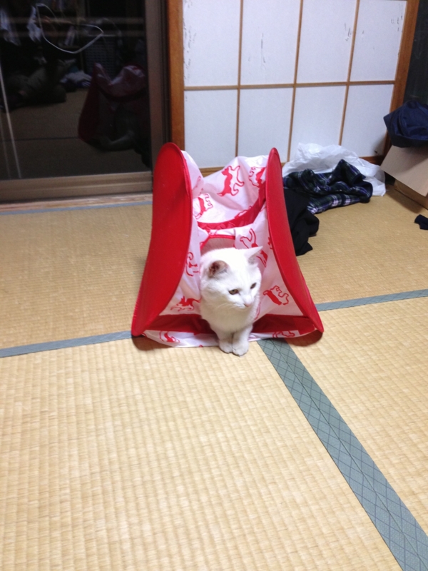 f:id:darknighting:20130505222306j:image