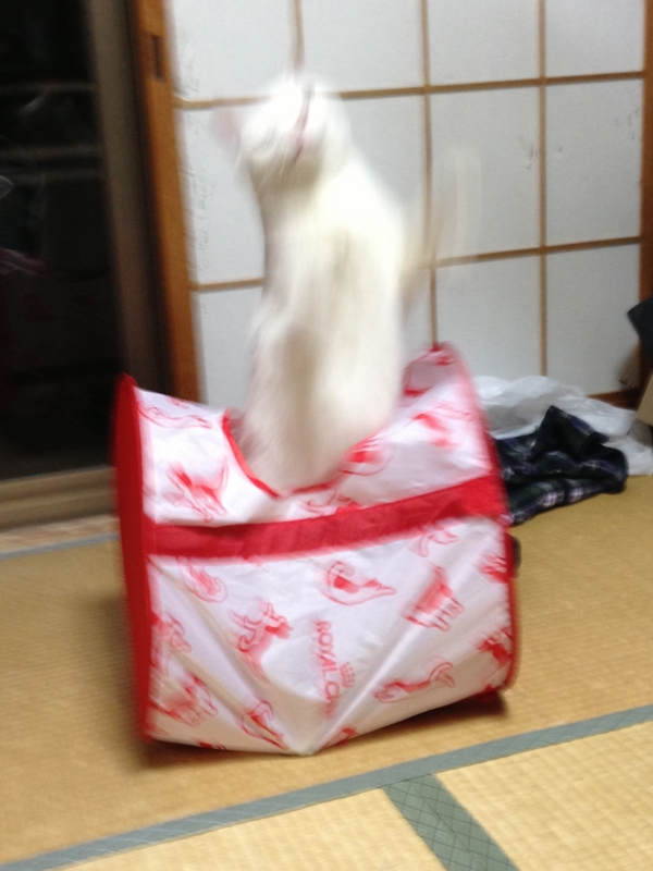 f:id:darknighting:20130505222317j:image