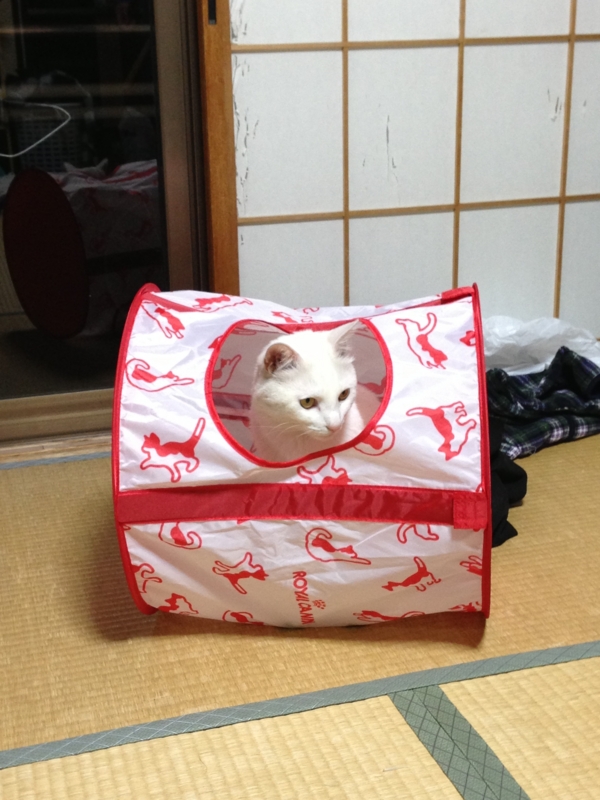 f:id:darknighting:20130505222327j:image