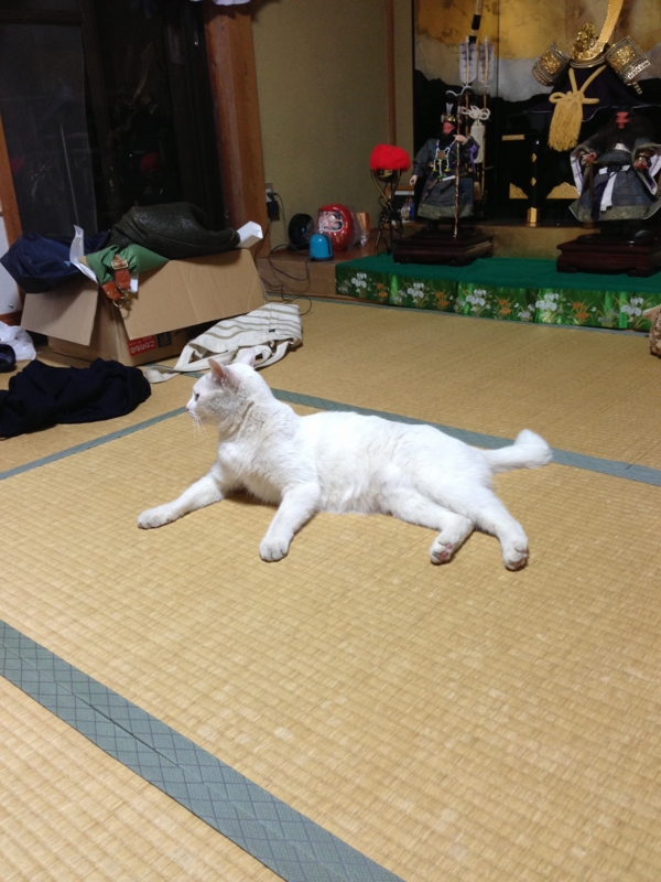 f:id:darknighting:20130505222407j:image