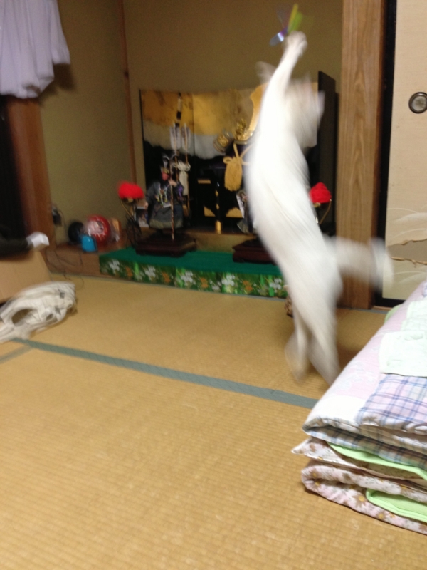 f:id:darknighting:20130505222418j:image