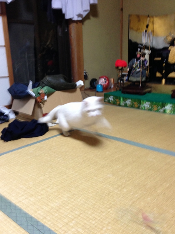 f:id:darknighting:20130505222429j:image