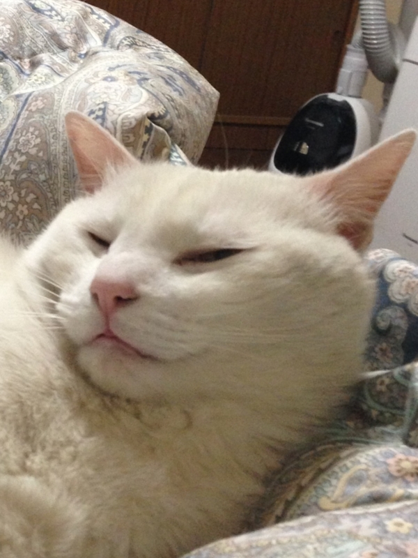 f:id:darknighting:20130511020553j:image