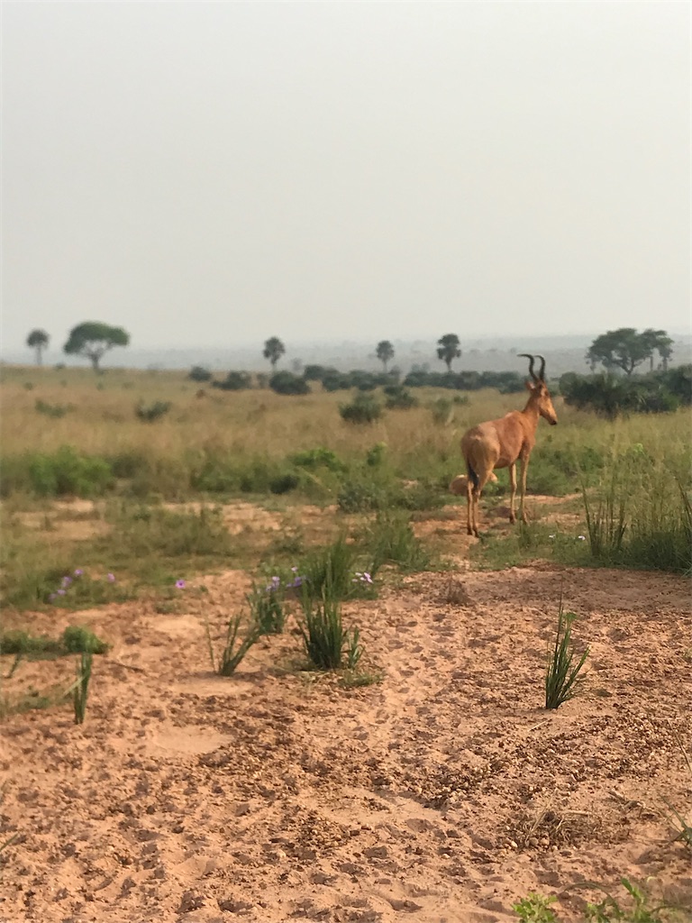 マーチソン・フォールズ国立公園の動物