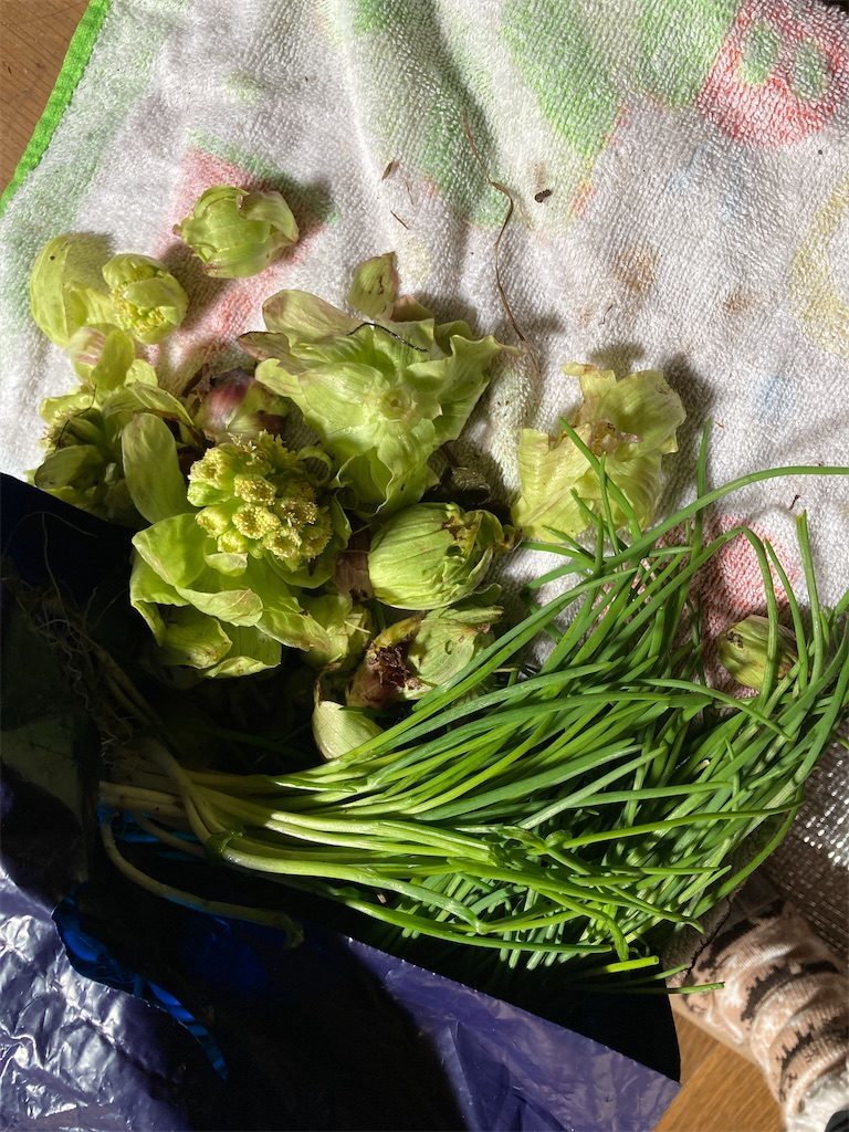 ふきのとうとあさつき