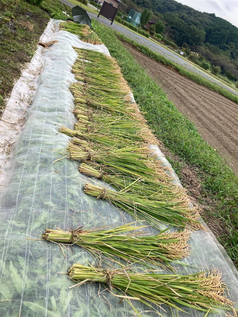 収穫したら束ねます