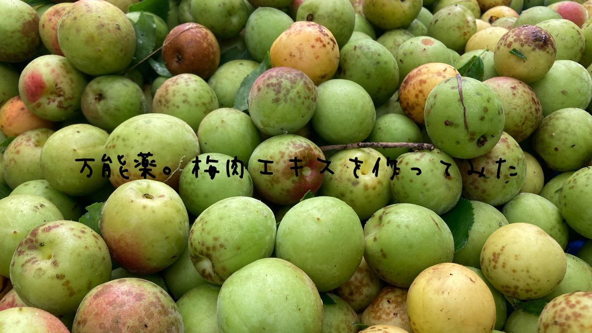 万能薬の「梅肉エキス」を作ってみた。 - そり田はるなのブログ