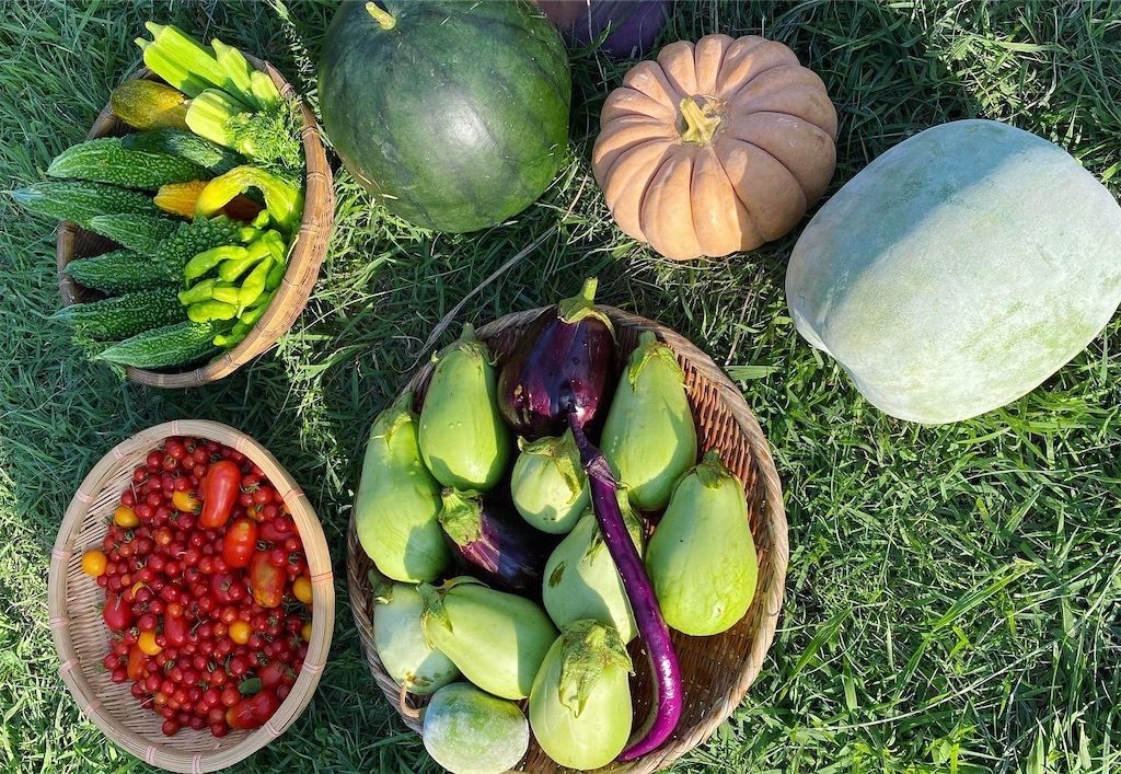 収穫した夏野菜