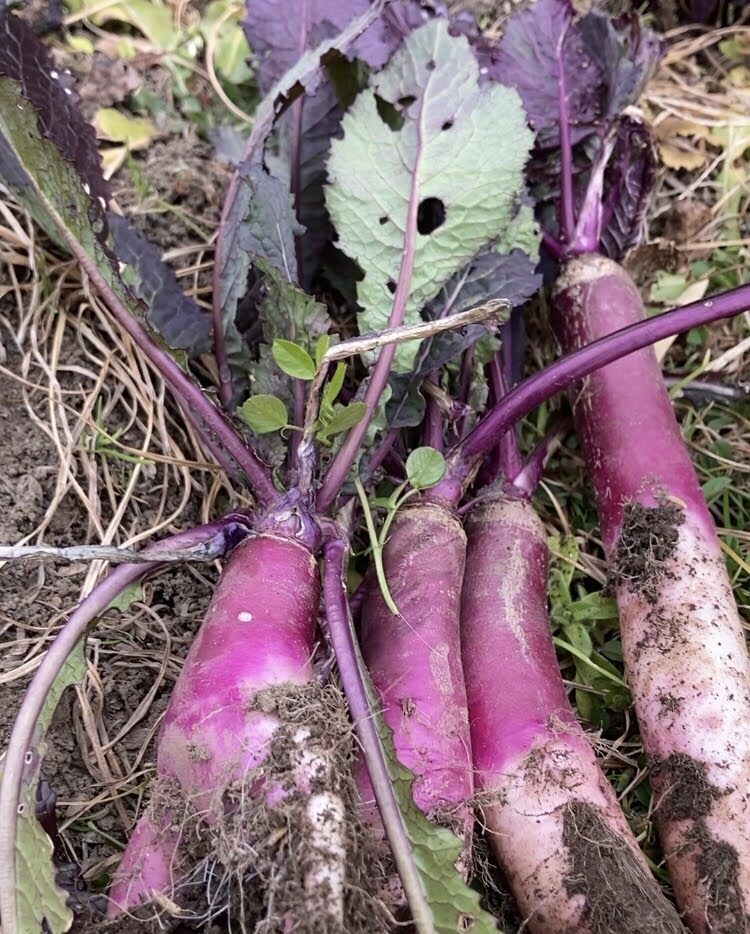 日野菜かぶ