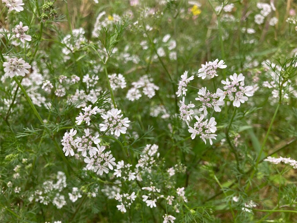 パクチーの花