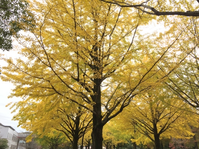画像を等倍で表示します 画像
