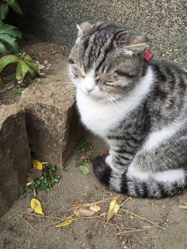 画像を等倍で表示します 画像