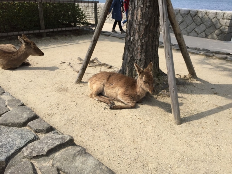 画像を等倍で表示します 画像
