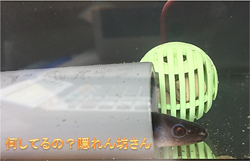 f:id:darucoro9216kun:20200804114028p:plain